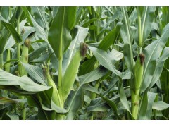 亞芯秸稈青貯劑（加強(qiáng)型）乳酸菌青貯秸稈　秸稈微儲(chǔ) 青貯飼料-- 臺(tái)灣亞芯生物科技有限公司
