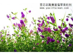 亞芯苜蓿草專(zhuān)用青貯劑 乳酸菌發(fā)酵青貯苜蓿草-- 臺(tái)灣亞芯生物科技有限公司
