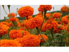 供應(yīng)臺(tái)灣亞芯萬(wàn)壽菊青貯劑-- 臺(tái)灣亞芯生物科技有限公司