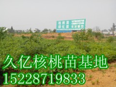 良種嫁接核桃苗批發(fā)，良種嫁接核桃苗價(jià)格-- 四川久億農(nóng)林開(kāi)發(fā)有限公司銷(xiāo)售部