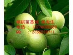 江北核桃苗|核桃苗批發|核桃苗價格-- 四川久億農林開發有限公司銷售部