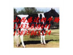 荷斯坦黑白花奶牛，西門塔爾肉牛-- 山西省盛達奶牛養殖場