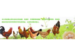 中鼎泰科技專業(yè)批發(fā)各種跑山雞-- 鄭州中鼎泰科技有限公司