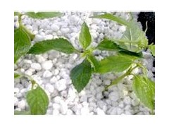 供應花博會推薦產品——農業基質、育苗基質、園藝珍珠巖-- 常州綠能保溫科技有限公司