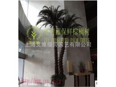 保鮮樹保鮮棕櫚樹保鮮美國金山葵保鮮樹-- 上海艾維福勞園藝有限公司