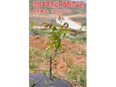 香玲核桃苗 豐年萬畝核桃苗批發-- 湖北豐年農業開發有限公司