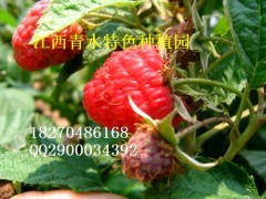 青水特色種植園專業批發各種適宜南方的樹莓-- 江西青水特色種植園