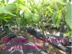 貴州嫁接核桃苗\嫁接核桃苗批發\嫁接核桃苗價格-- 四川久億農林開發有限公司銷售部