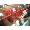 陜西哪里的西門塔爾，夏洛萊肉牛價格