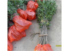 河南桂花苗★貴州桂花樹苗價格◆四川桂花苗批發-- 綠盛桂花苗基地