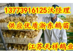 供應(yīng)浙東鵝苗海南鵝苗供應(yīng)商-- 江蘇宿遷市天祥禽業(yè)